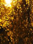 15588 Yellow leaves.jpg